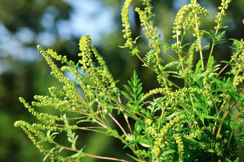 ragweed plant